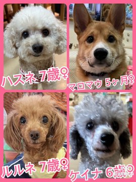 🐾今日の里親様募集中ワンコ🐶メンバーです🐾2023,6,25【保護犬カフェ天神橋店】